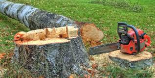 Reliable Tell City, IN Tree Removal Services Solutions